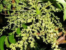 Kaffir Plum Seeds (Dovyalis caffra) for growers wanting a homegrown harvest