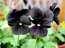 Annual Claret Viola Witrockiana Flower Biennial Pansy Seeds for a colorful addition to any planting