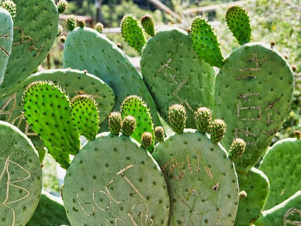 Prickly Pear Cactus – Opuntia spp. – for planting in dry gardens
