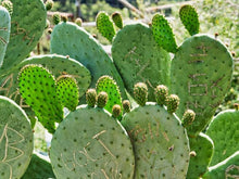 Prickly Pear Cactus – Opuntia spp. – for planting in dry gardens