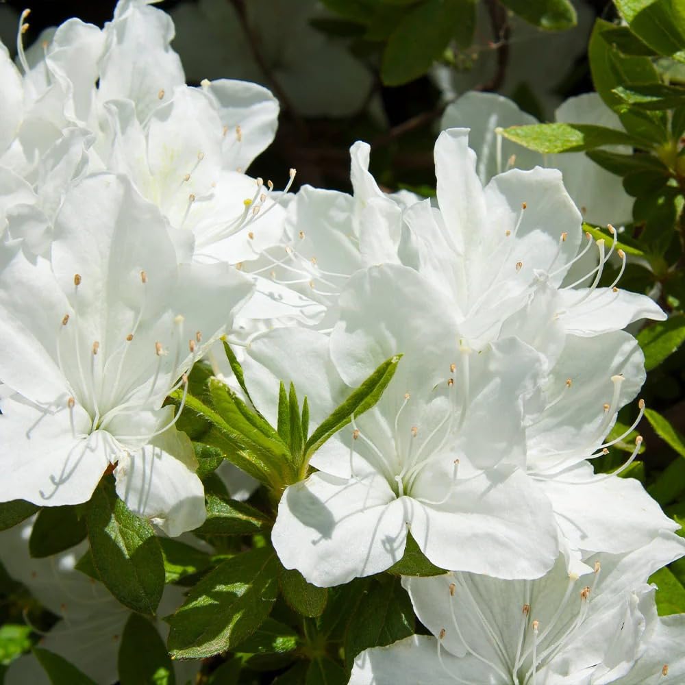 Azalea Flower ��������� Rhododendron spp. ��������� for planting in white garden