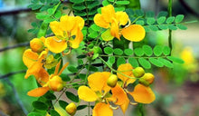 Plant Seeds (Cassia auriculata) for gardeners building out beds and borders