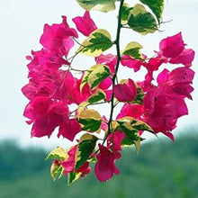 Bougainvillea Bougainvillea Glabra Bonsai Seeds for growers establishing the Balcony Miniature Landscaping