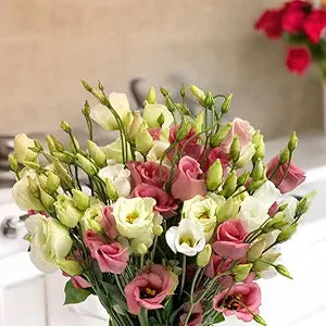 Lisianthus Eustoma Grandiflorum 25 Colors Flower Seeds for Planting – Elegant Blooms for Garden Borders and Indoor Decor