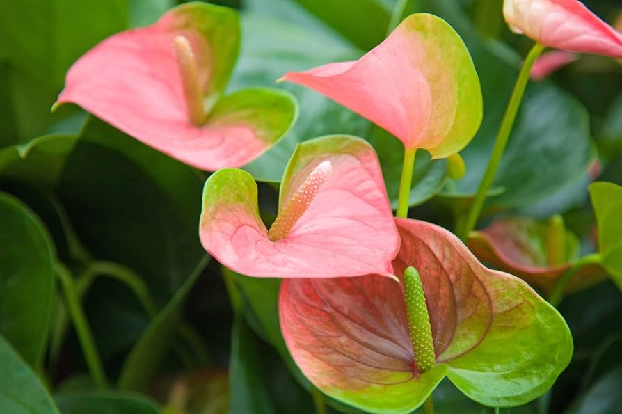 Anthurium Flower ��������� Anthurium andraeanum ��������� for planting in green garden
