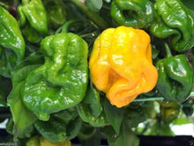 Chile Pepper Seeds (Capsicum chinense) for a fresh homegrown crop from the 7 Pot Lava Yellow in Backyard Garden