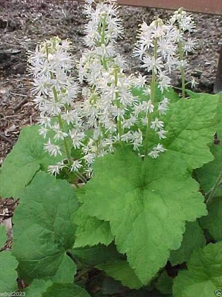 Foamflower Tiarella Cordifolia Heartleaf Flower Seeds for Planting – Ideal for Shaded Garden Beds and Ground Cover