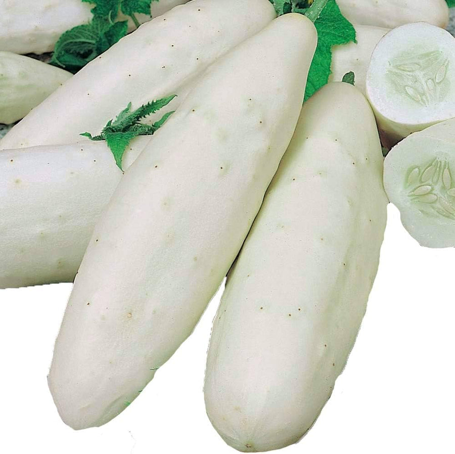 Cucumber – Cucumis sativus – for planting in white vegetable garden