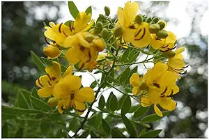Cassia spectabilis  tropical yellow flowering tree planting