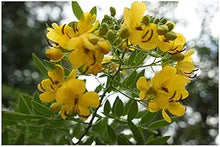 Cassia spectabilis  tropical yellow flowering tree planting