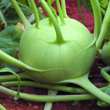 Early White Kohlrabi Seeds for reliable seasonal color