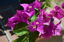Purple Bougainvillea Seeds prized for perennial Flowers