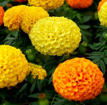 Mixed Marigold Seeds (Tagetes spp.) for a lasting display in the Garden