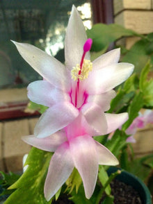 White Pink Flower Cactus Seeds (Gymnocalycium mihanovichii) for easy-care planting in the indoor pots and succulent collections