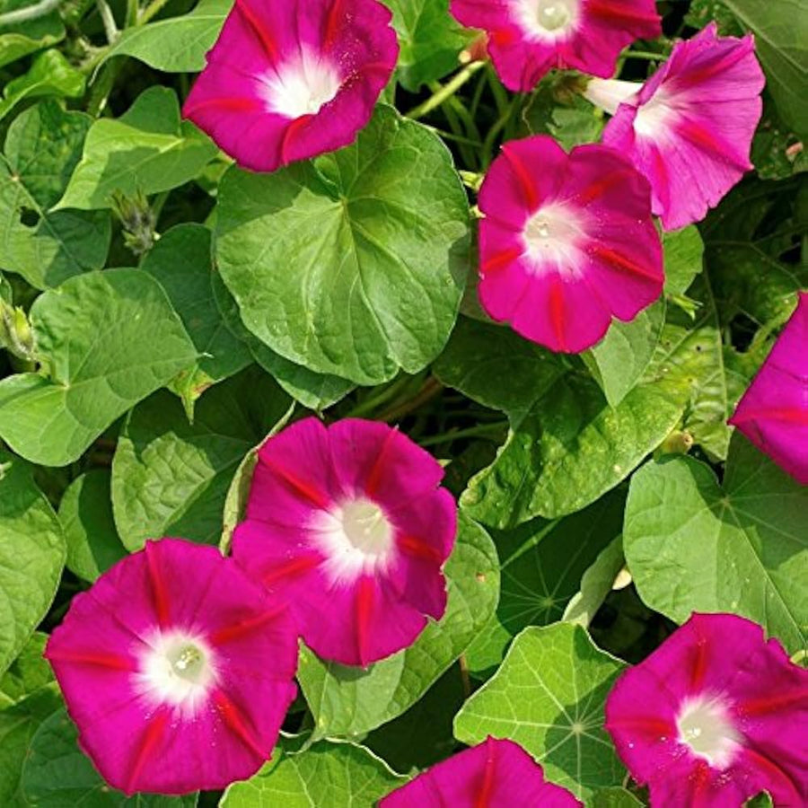 Morning Glory Ipomoea purpurea flower seeds for planting in fences and vertical garden spaces - for planting in home garden