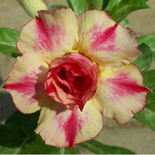 Adenium Obsum Desert Rose Double Fantasy Orange Seeds for reliable seasonal color