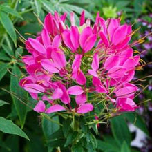 Dwarf Cleome Seeds (Cleome hassleriana) for seasonal color across the Flower Bed