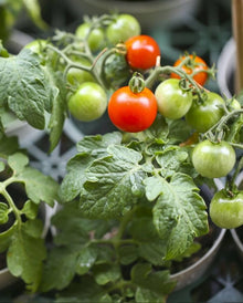 Margherita (Hybrid Tomato Solanum lycopersicum vegetable) for planting in garden