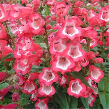 Beautiful Garden Vigorous PENSTEMON HETEROPHYLLUS BLUE SPRING FLOWER Seeds for reliable seasonal color