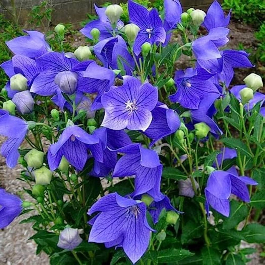 Heirloom Non-GMO Blue Balloon Flower Seeds