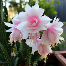 White Pink Flower Cactus Seeds (Gymnocalycium mihanovichii) for easy-care planting in the indoor pots and succulent collections