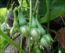 Clove Seeds (Syzygium aromaticum) for colorful blooms in the Herb Garden & Vegetable Patch