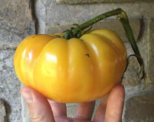 Giallo de Sommer Tomato Seeds (Solanum lycopersicum) for a fresh homegrown crop from the sweet, yellow, heirloom tomatoes in summer gardens