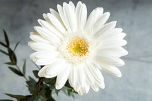 Plant Seeds (Gerbera daisy) for growers filling out the home garden landscapes
