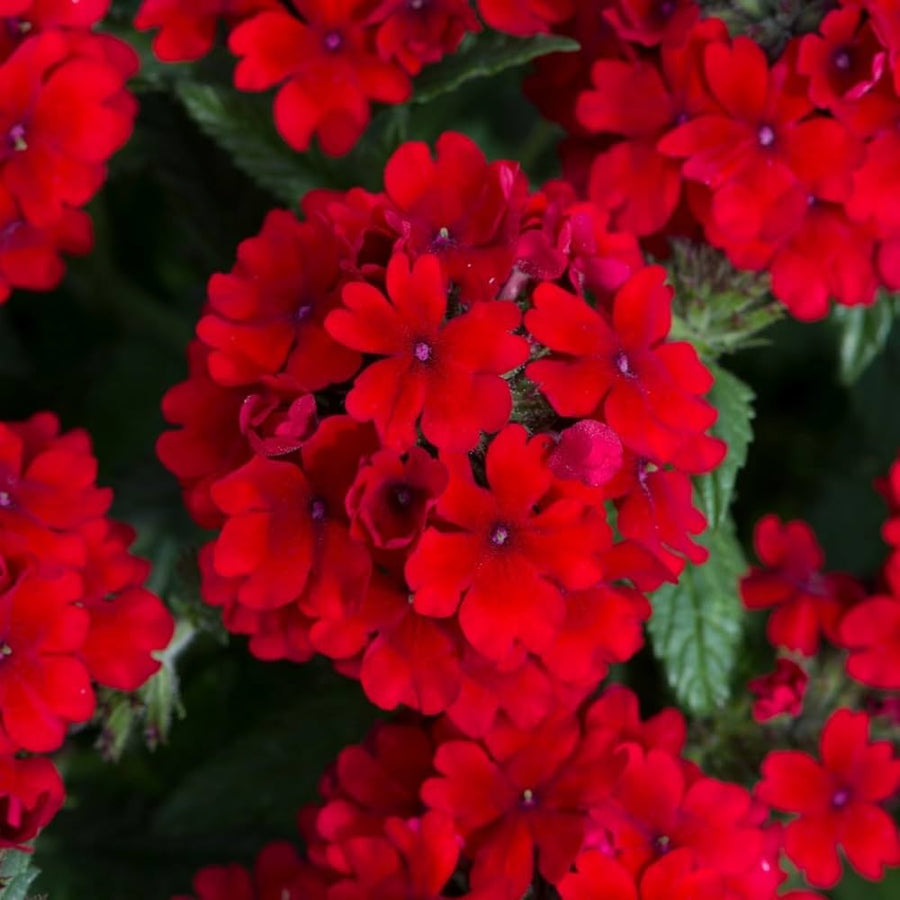 Rose Mixed Colors Hot Perennial Flower - for planting in home garden