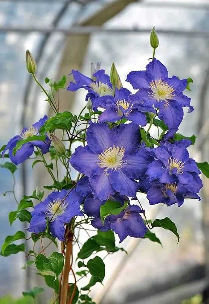 Clematis flower Clematis spp. blue variety seeds for planting in climbing garden spaces or vertical trellises