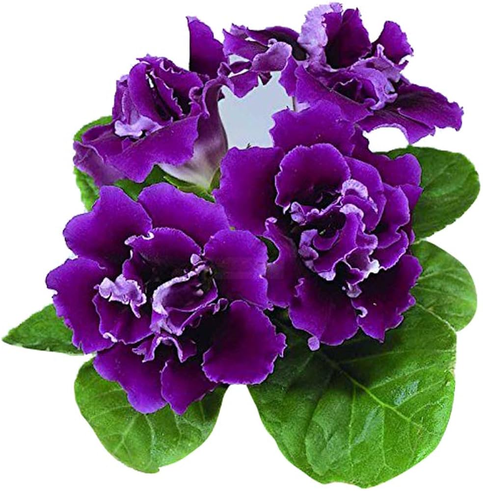 Gloxinia Seeds for planting in flower bed