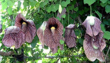 Aristolochia Seeds for a bright addition to the Ornamental Garden