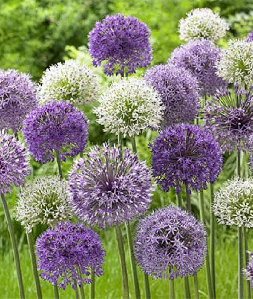 Giant Allium Allium Giganteum flower seeds for planting in vertical garden pots and backyard landscaping - for planting in home garden