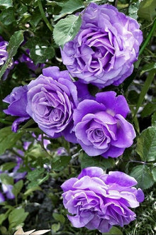 Purple Rose Seeds for colorful blooms in the Elegant Garden Blooms