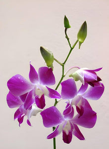 Japanese Tiger Orchid Seeds (Dendrobium spp.) for growers filling out the Orchid Garden