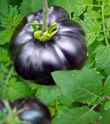 Tomato Seeds for productive rows in the Black Garden