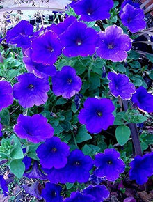 Petunia Petunia Hybrida Blue Flower Seeds for Planting – Ideal for Colorful Garden Displays and Hanging Pots