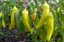 Sweet Tizenegyes Hungarian Pepper Seeds (Capsicum annuum) for a reliable harvest in the Vegetable Patch