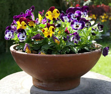 As Show in Image: Beautiful Pansy Seeds for a lasting addition to the landscape