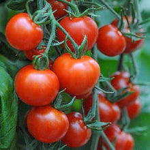 Mountain Pride Tomato Seeds (Solanum lycopersicum) for growers stocking the Vegetable Patch