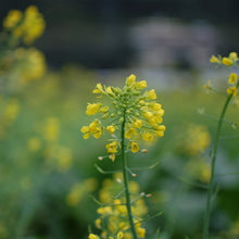 Rapeseed Seeds (Brassica napus) for a bright addition to the vegetable patch urban garden