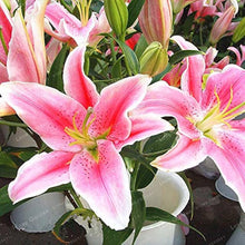 Indoor Bonsai Perfume Lily Seeds (Lilium spp.) for a lasting addition to the landscape