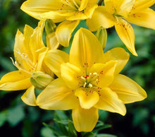 Yellow Black Lilium Brownii Seeds for seasonal color across the Flower Bed & Garden
