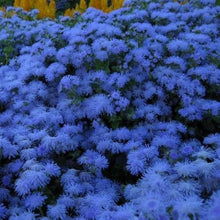 Ageratum Mexicanum Blue Seeds for reliable seasonal color