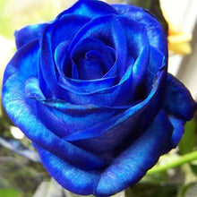 Blue Rose Seeds for a colorful addition to any planting