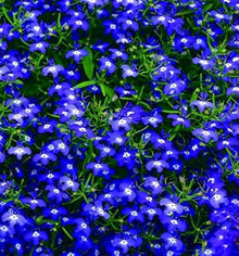 Lobelia Cobalto Blu Perennial Border Planting Seeds for growers seeking a long-blooming display