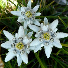 Edelweiss Seeds for a colorful addition to any planting