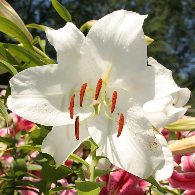 Pure White Lily Perennial Flower - for planting in home garden