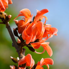Mini Flame Lilium Brownii Plants Seeds for a colorful addition to any planting