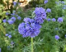 Globe Gilia Blue Seeds (Gilia capitata) for a lasting display in the flower bed home garden